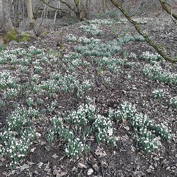 Come when the snowdrops are out