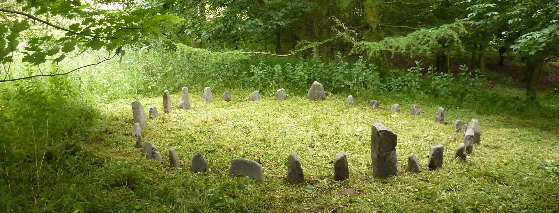 A fairy circle in the woods