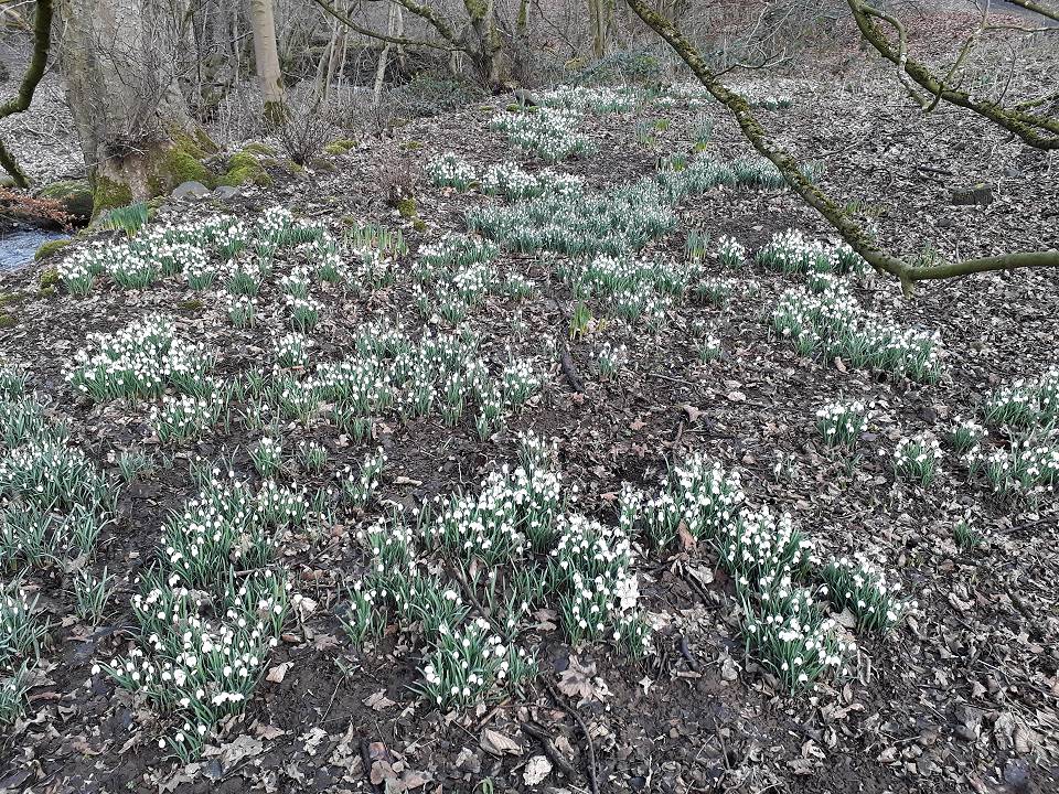 Come when the snowdrops are out