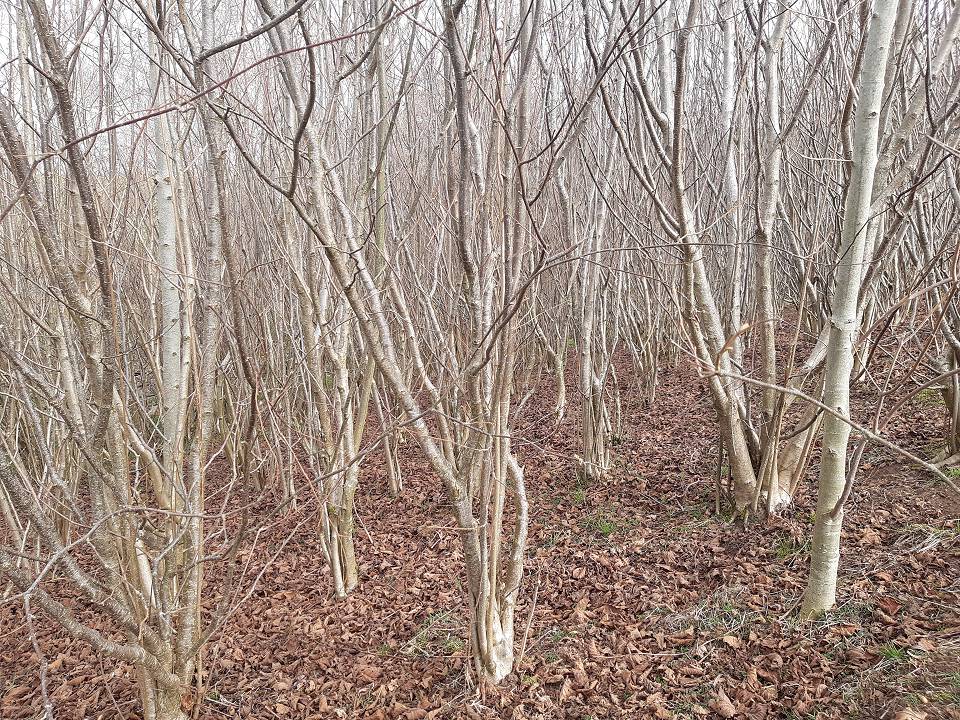 Hazel coppice