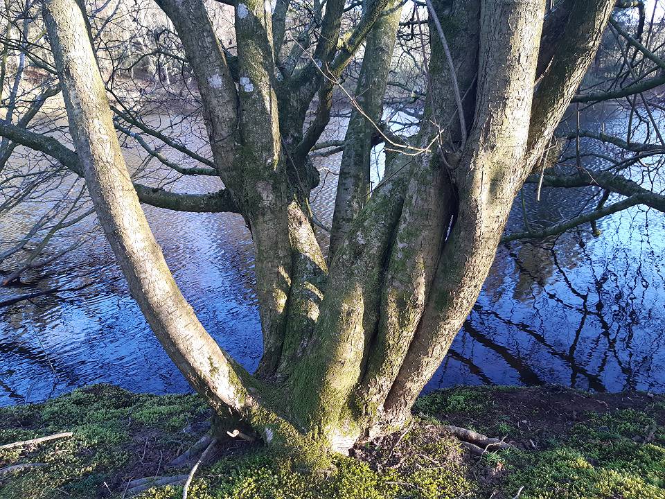 Hazel tree