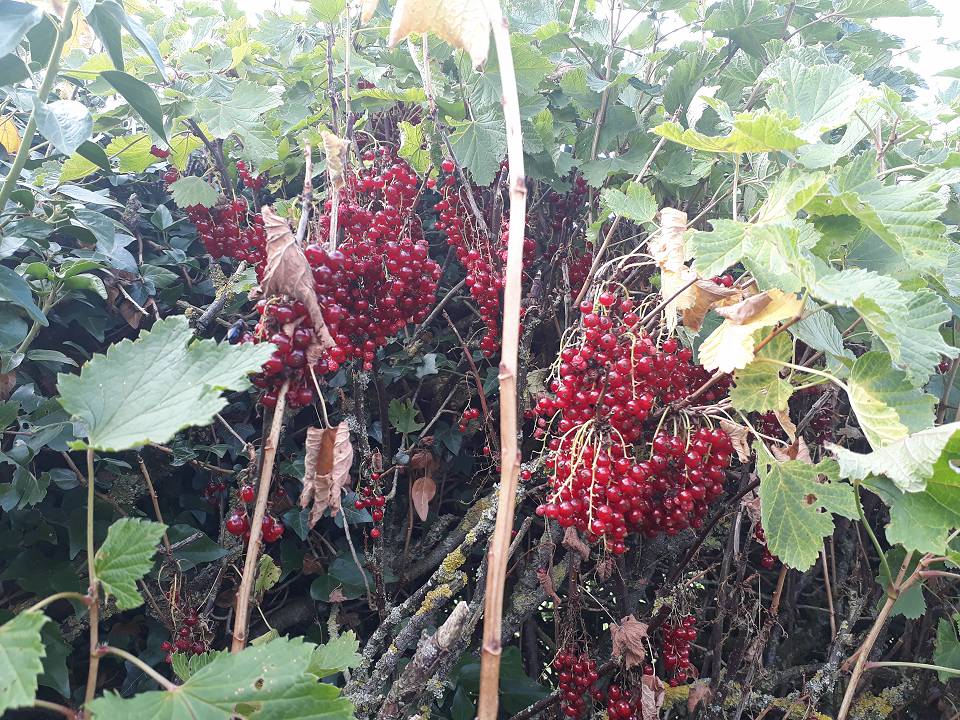 Redcurrants in the hedge