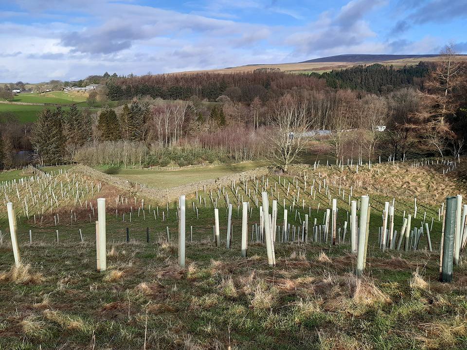 Newly planted trees
