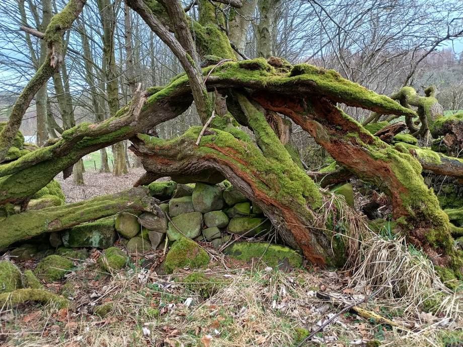 Old Hawthorn in the top wood