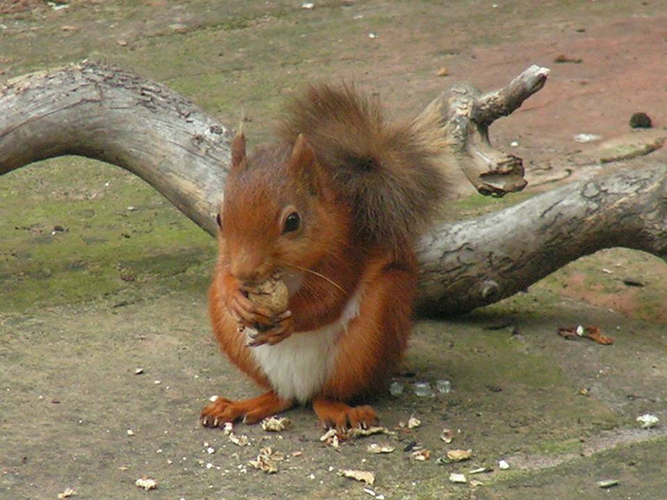 If you're lucky, you'll see a red squirrel