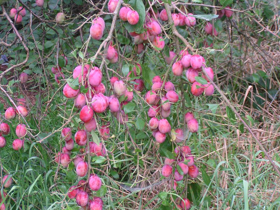 Or the plums