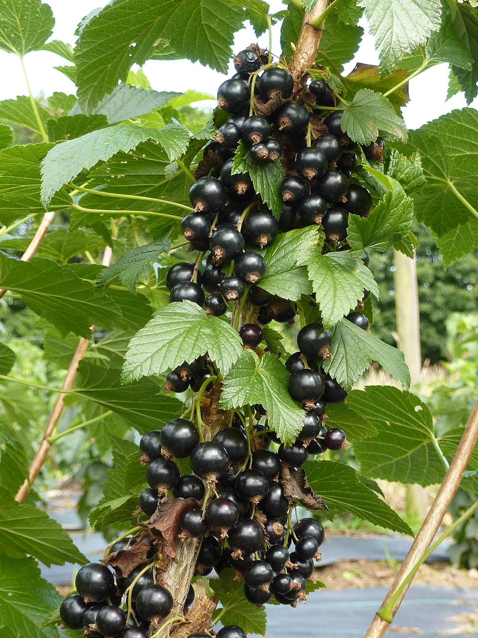 Or when the blackcurrants are ripe