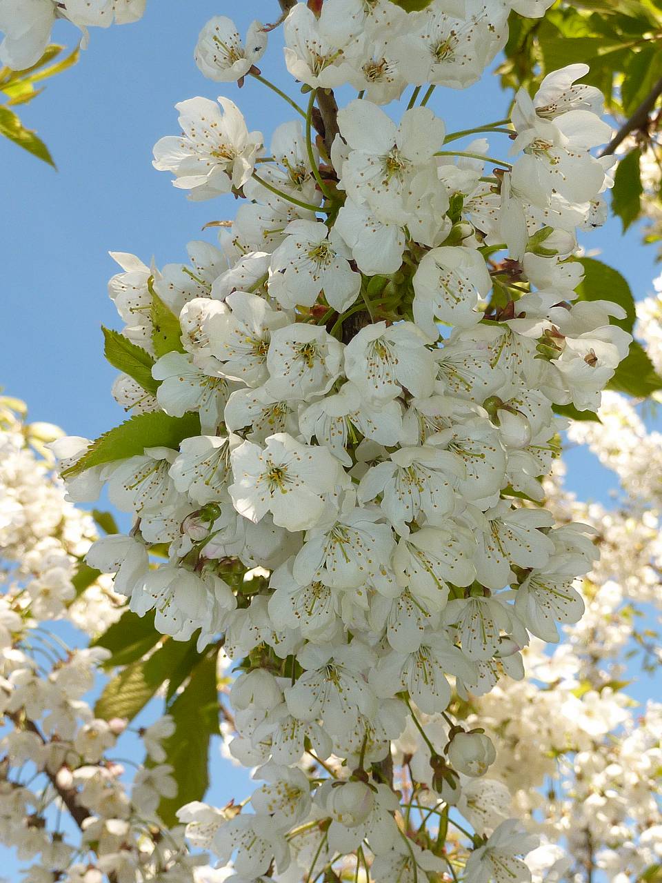 Or when the cherry trees blossom